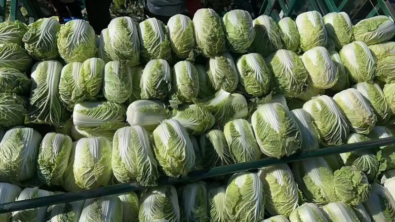 《精选》山东聊城大棚黄心白菜，大量出售批发超市，市场批发
