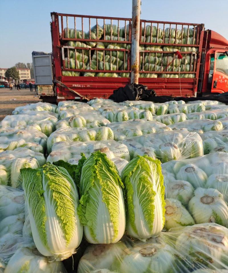 《精选》山东聊城大棚黄心白菜，大量出售批发超市，市场批发