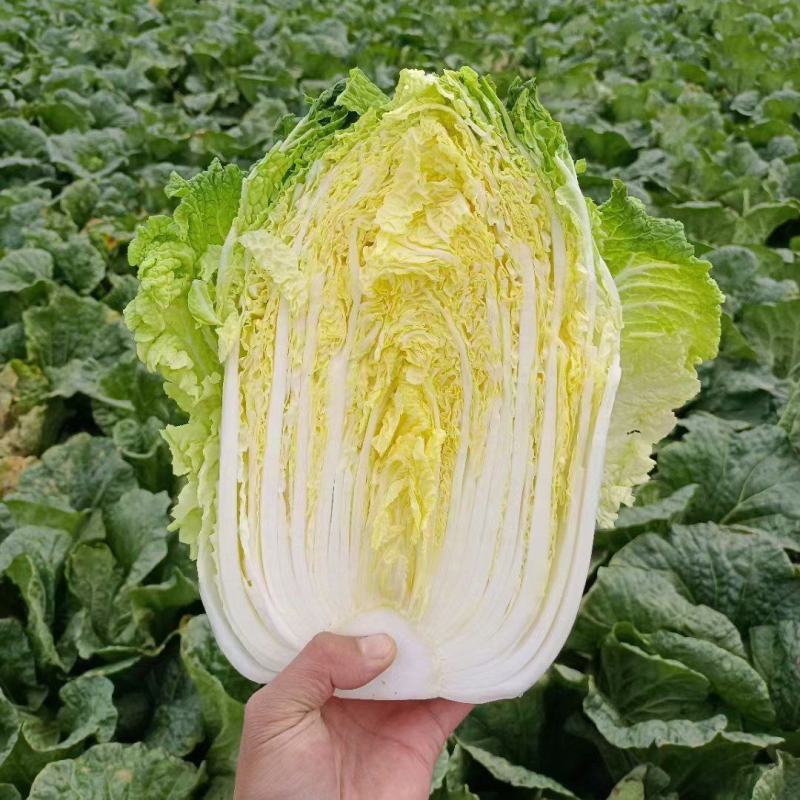 《精选》山东聊城大棚黄心白菜，大量出售批发超市，市场批发