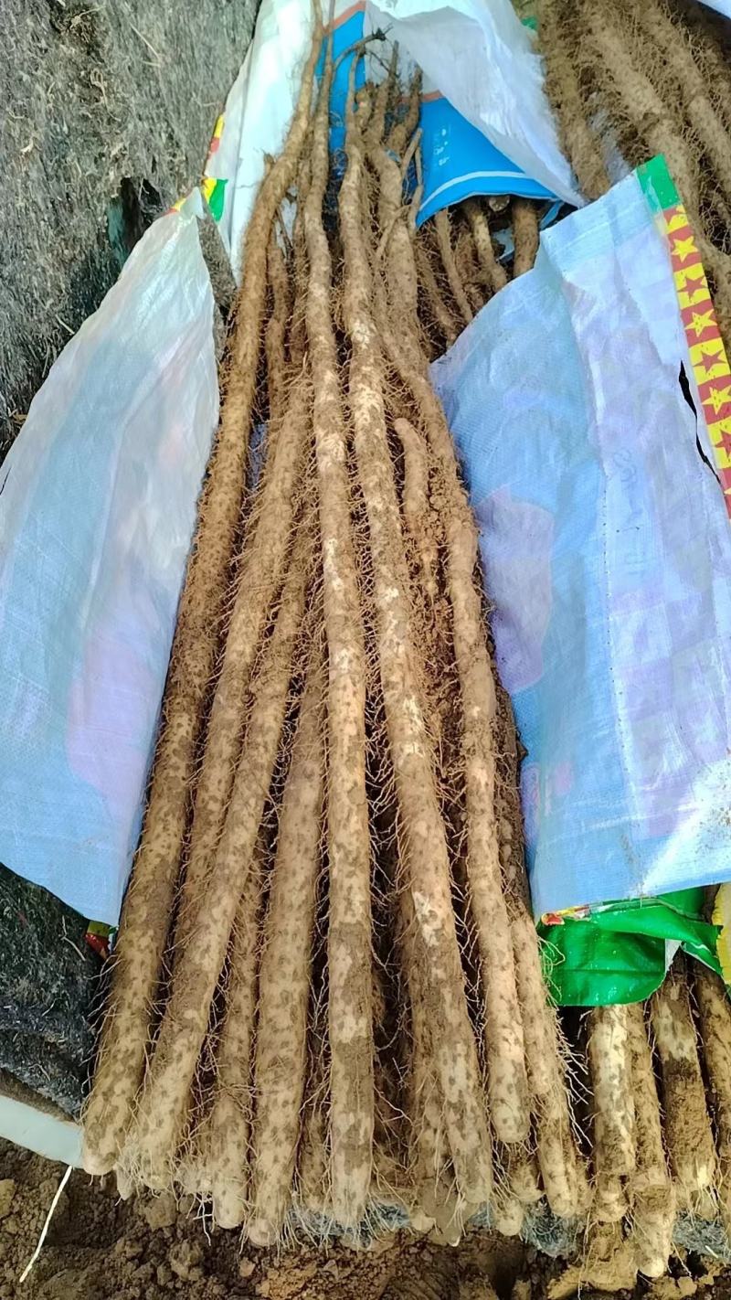 灵宝铁棍山药大面积上市了，各种品质都有货量特别大。质优价