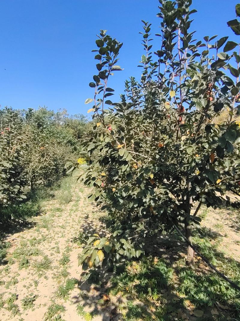 精品柿子树7/8/9/10公分，需要的联系