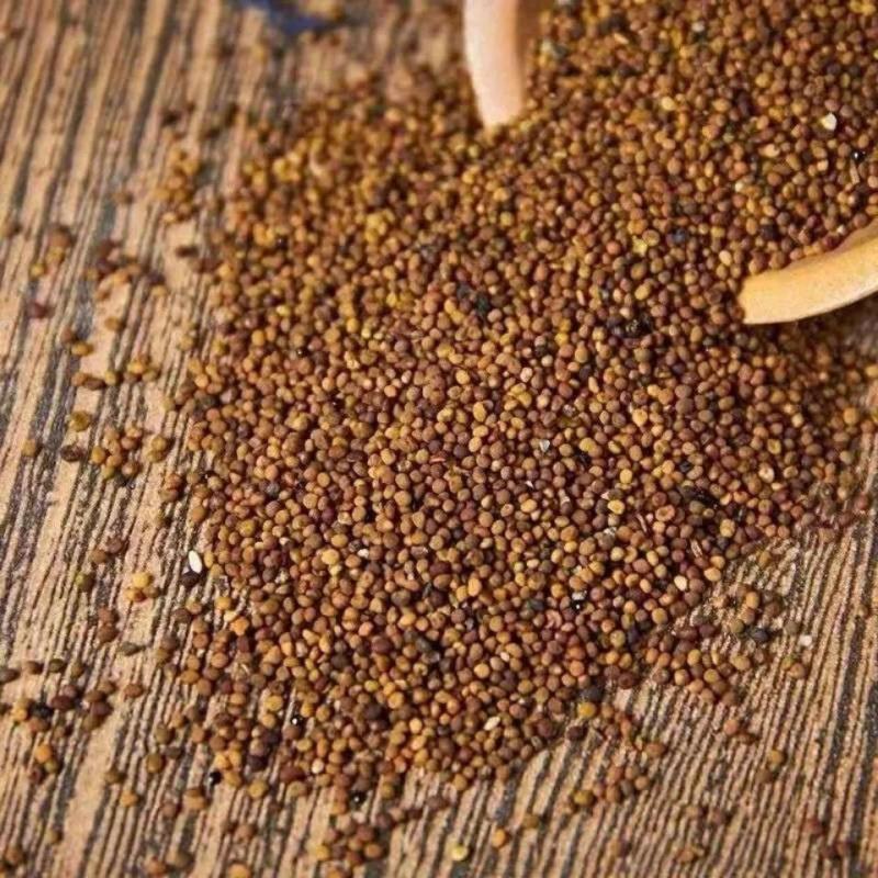 中药材批发野生菟丝子兔丝子菟丝子菟丝子茶新货