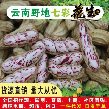 云南七彩花生米，新鲜采摘发货！拔好洗好壳晒干拨颗粒，大量
