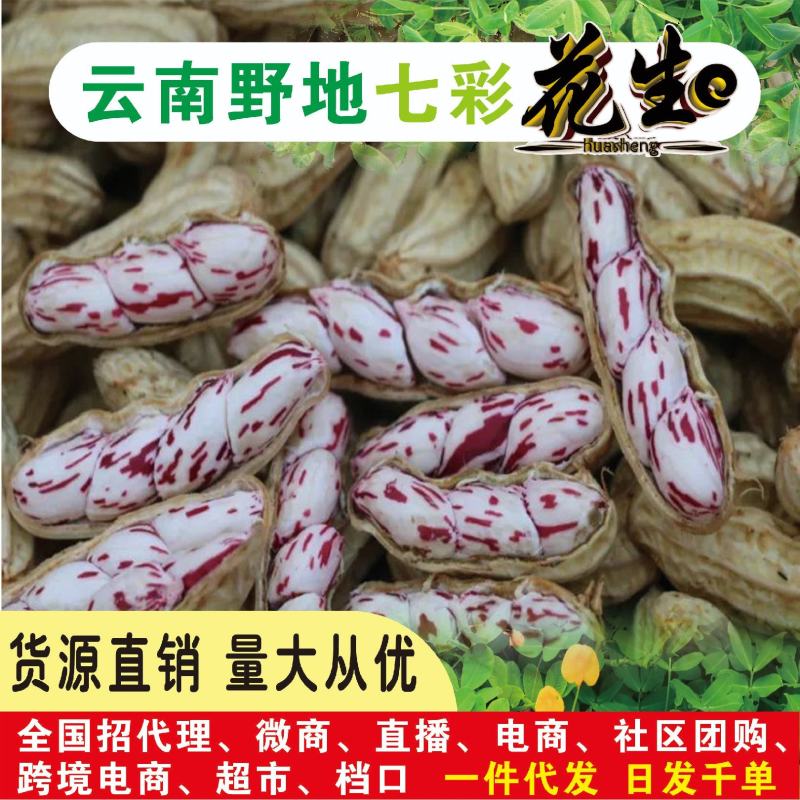 云南七彩花生米，新鲜采摘发货！拔好洗好壳晒干拨颗粒，大量