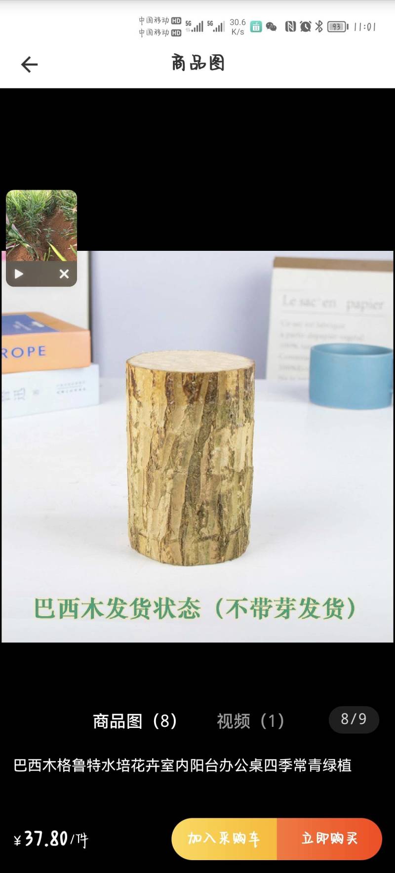 巴西木
