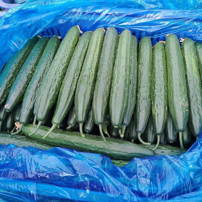 密刺黄瓜油亮青黄瓜大条黄瓜承接商超社团电商代收代发