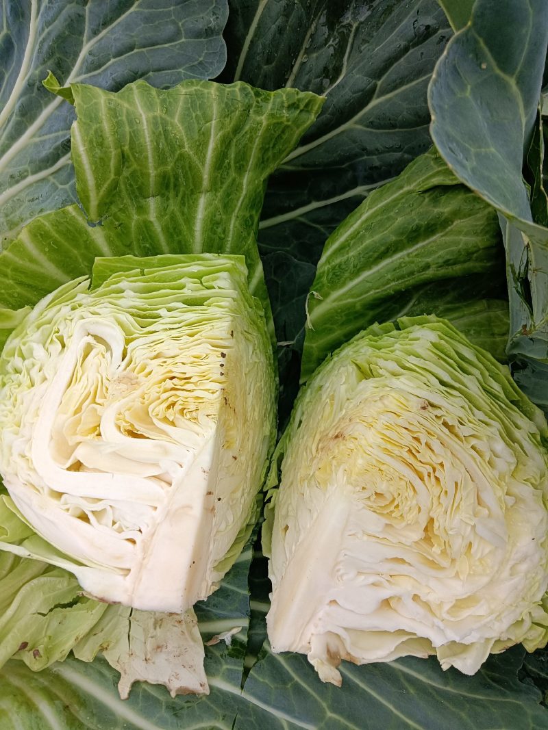 奥奇娜，扁包菜。