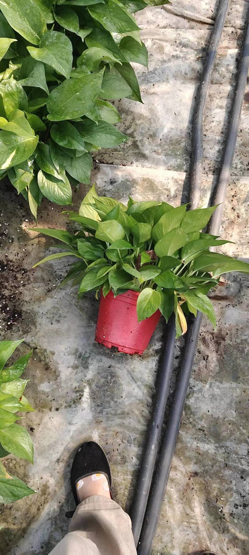 绿萝工程货