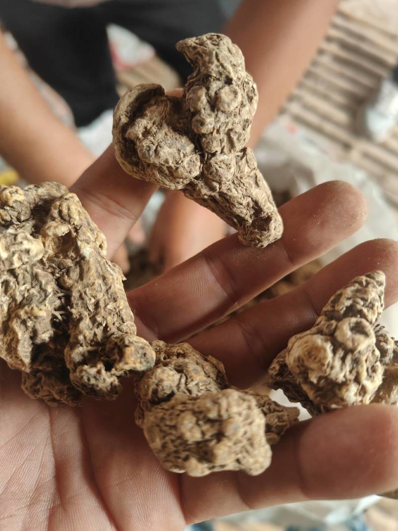 条形朱砂点苍术统货
