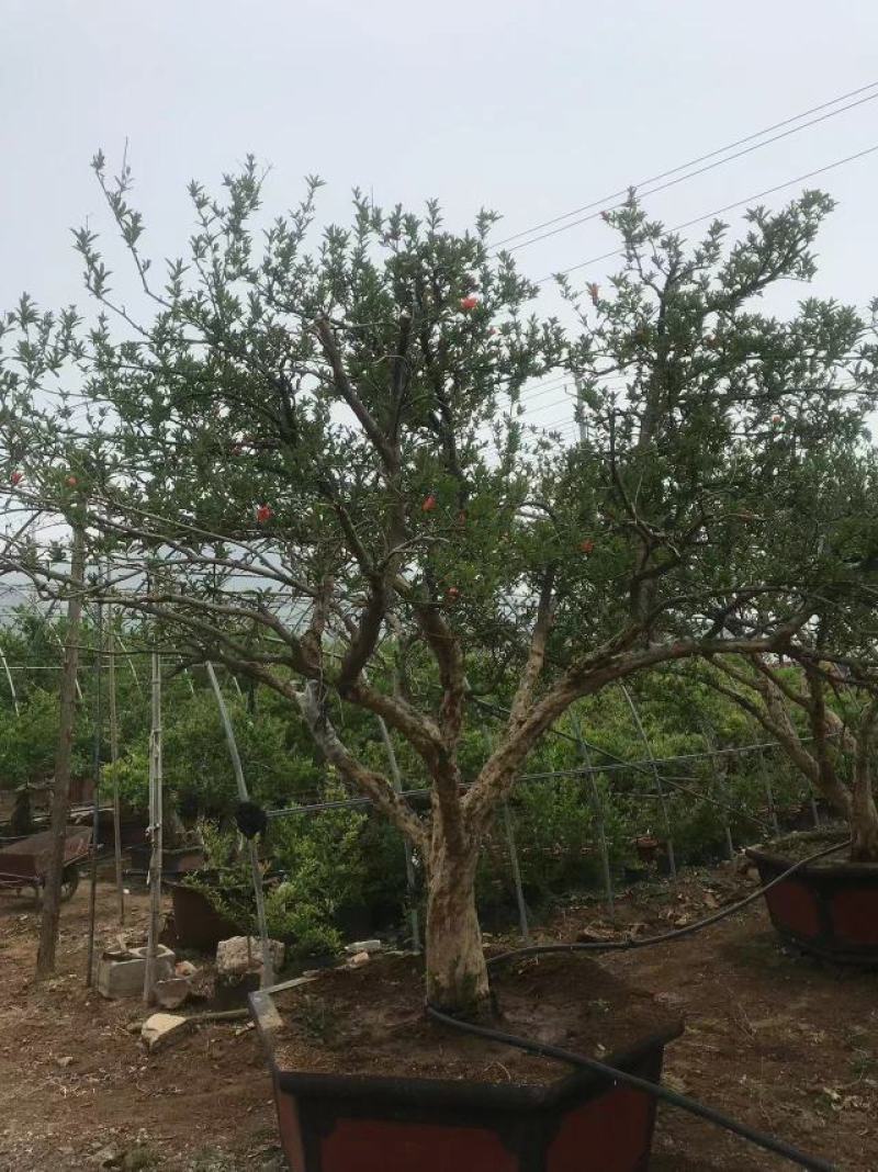 山东石榴树粗树20价格美丽一手货源产地直发，欢迎进店采购