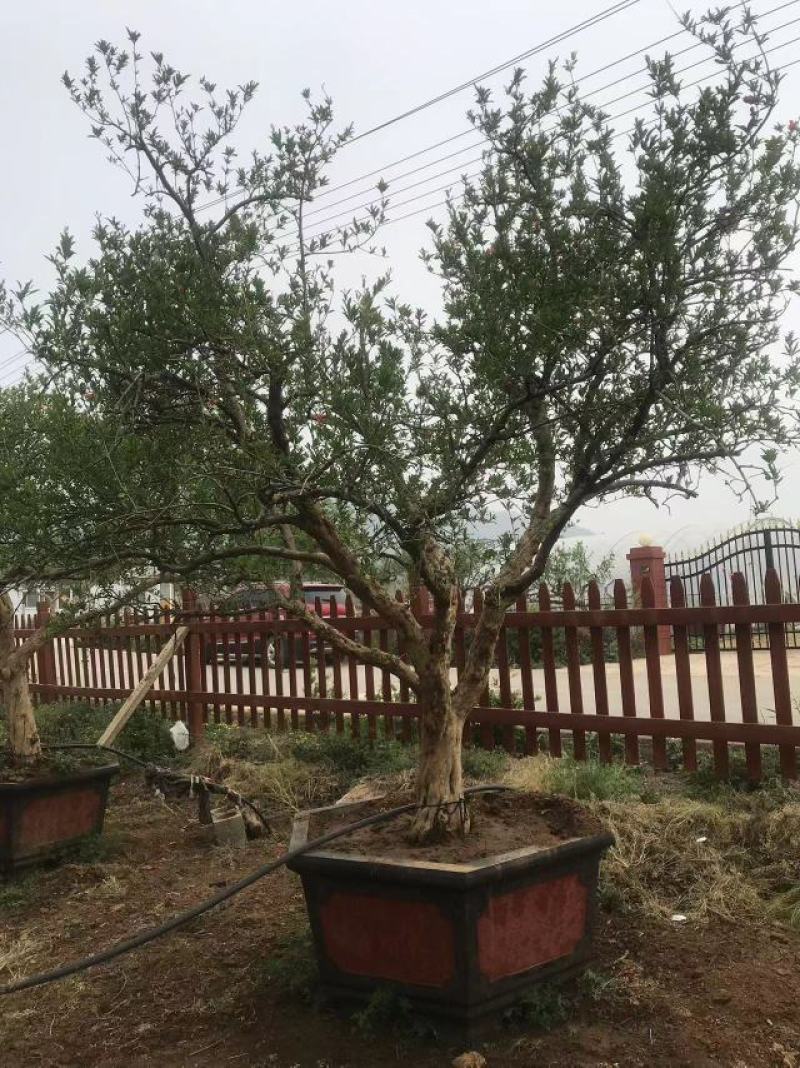 山东石榴树粗树20价格美丽一手货源产地直发，欢迎进店采购