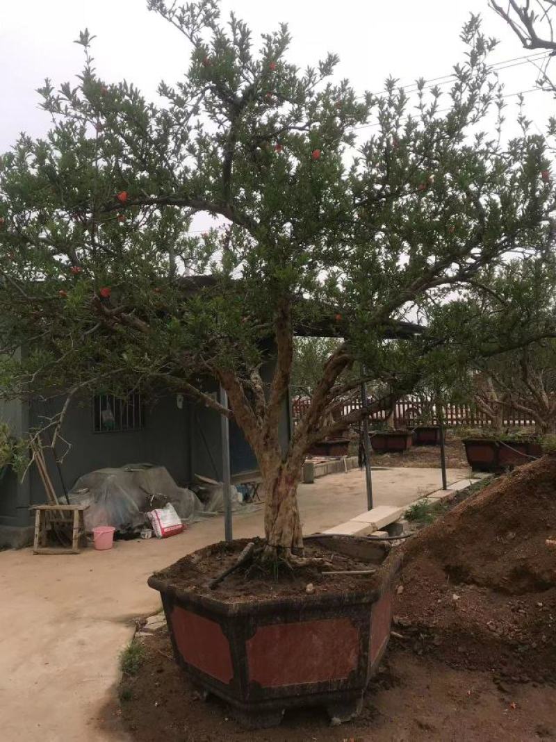 山东石榴树粗树20价格美丽一手货源产地直发，欢迎进店采购