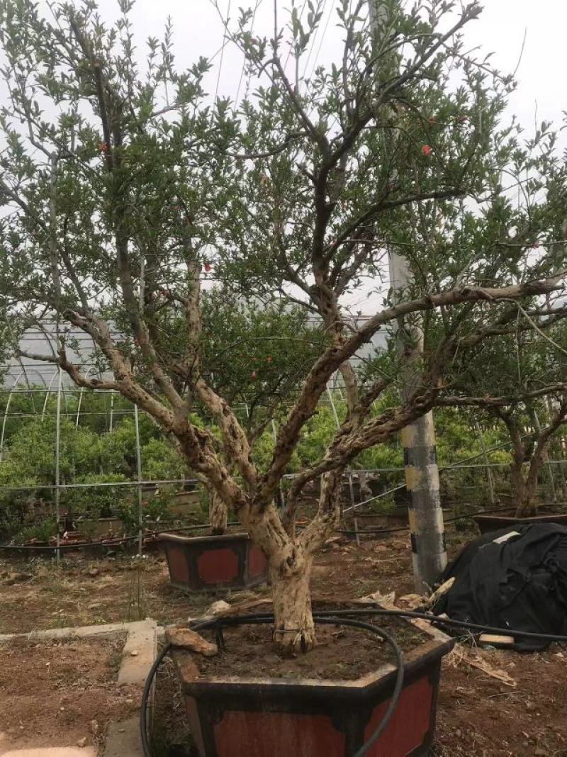 山东石榴树粗树20价格美丽一手货源产地直发，欢迎进店采购