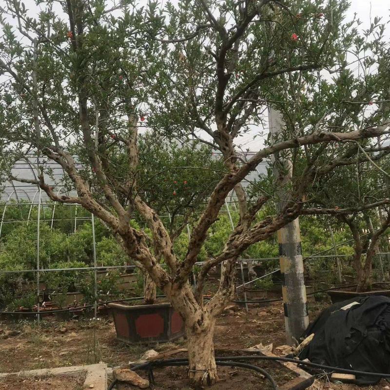 山东石榴树粗树20价格美丽一手货源产地直发，欢迎进店采购