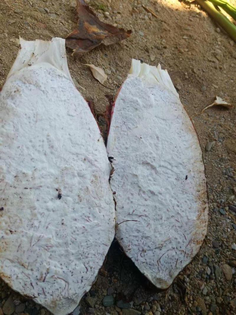 广西香芋，正宗广西香芋大量上市，欢迎订购