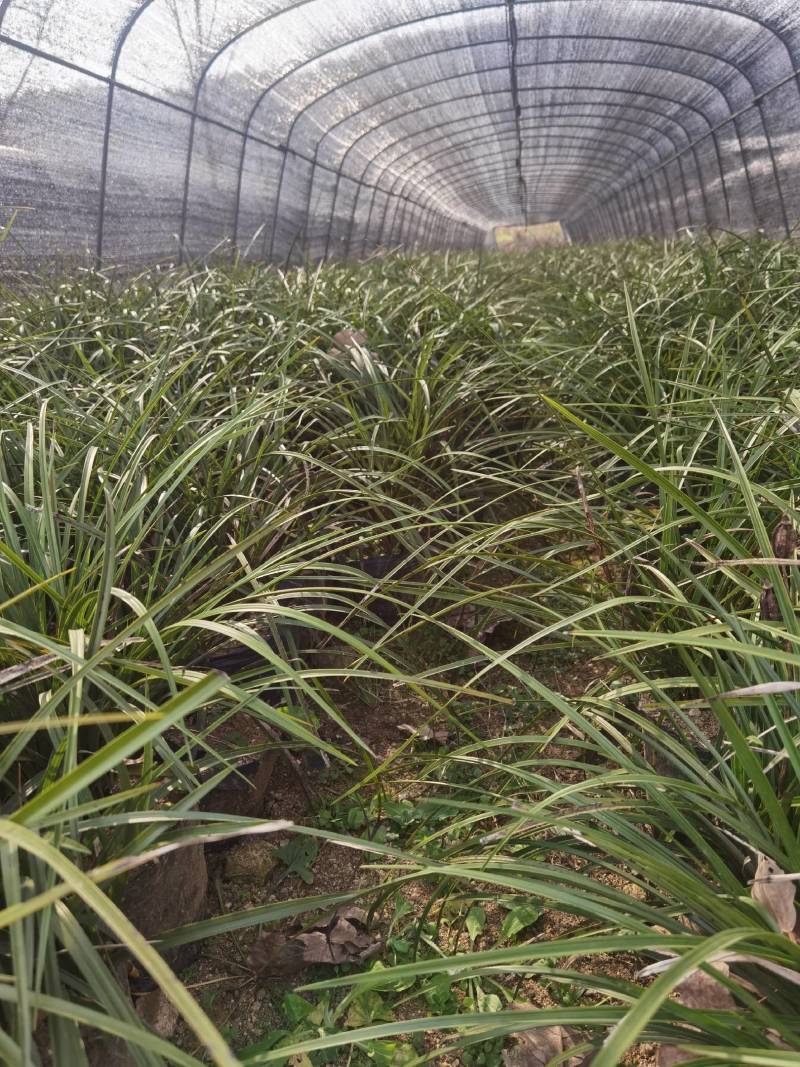 春兰蕙兰每棵5至9苗现挖发货每件两棵包邮
