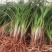 春兰蕙兰每棵5至9苗现挖发货每件两棵包邮