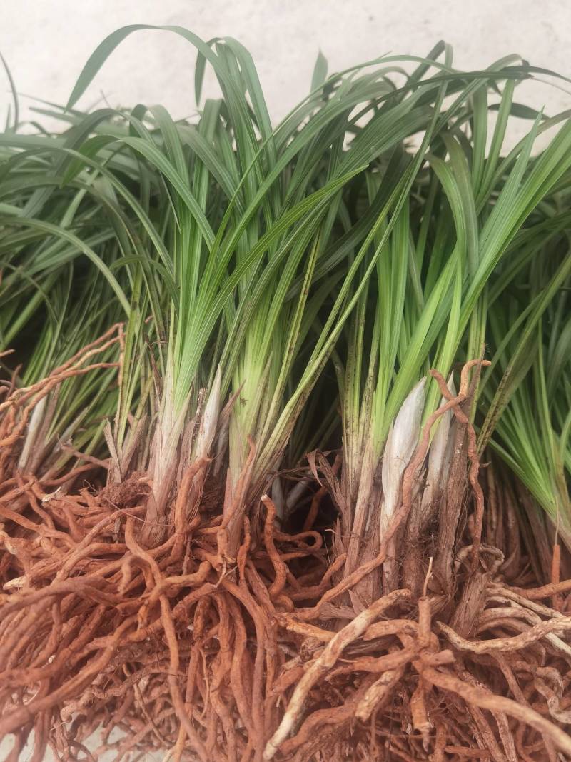 春兰蕙兰每棵5至9苗现挖发货每件两棵包邮