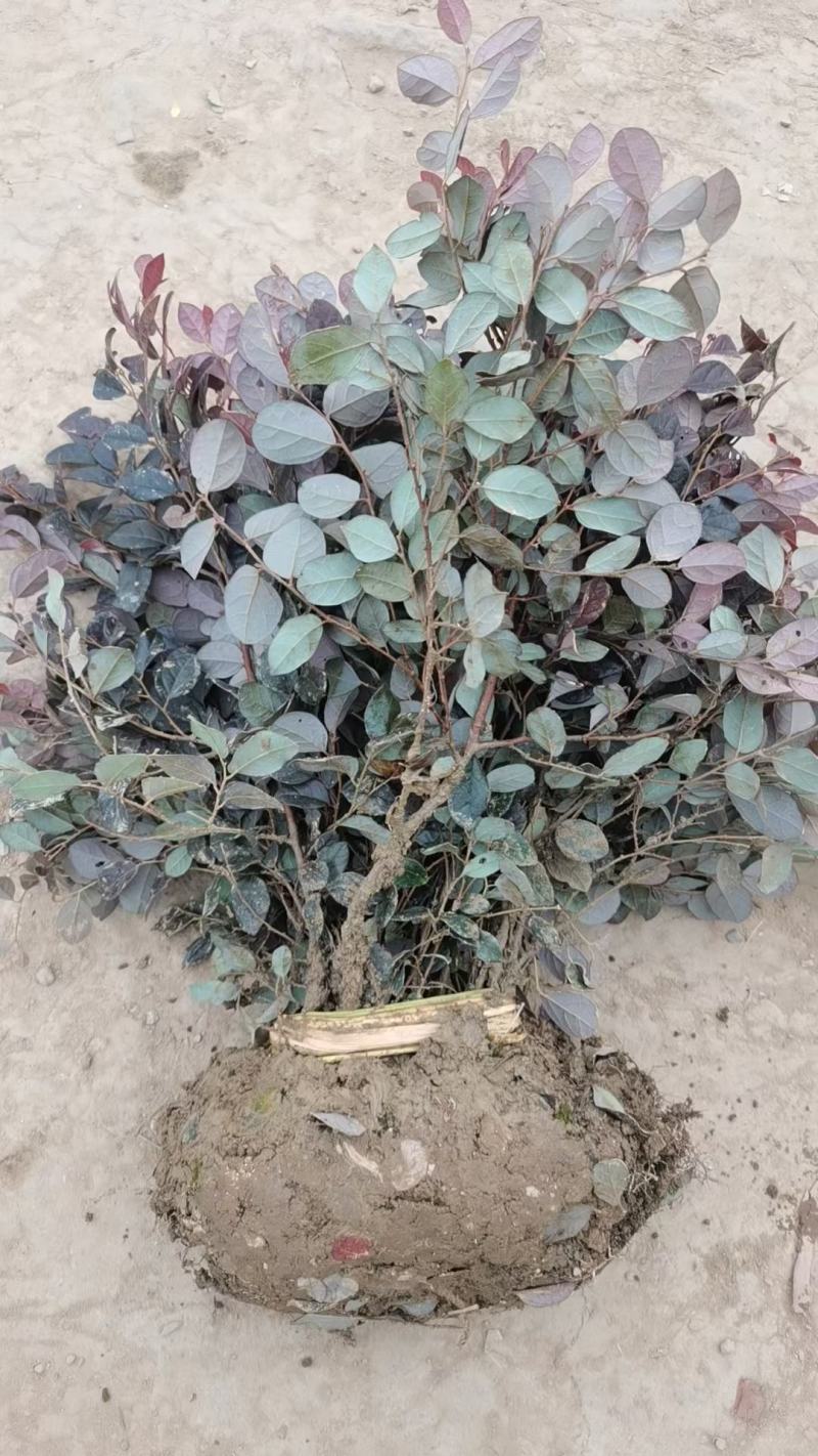 苗木基地批发红花继木工程苗，红花继木大杯苗