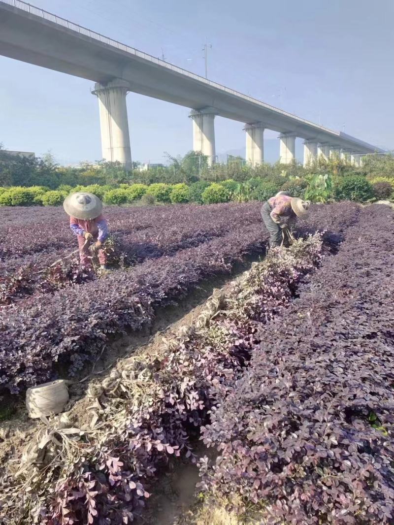 苗木基地批发红花继木工程苗，红花继木大杯苗