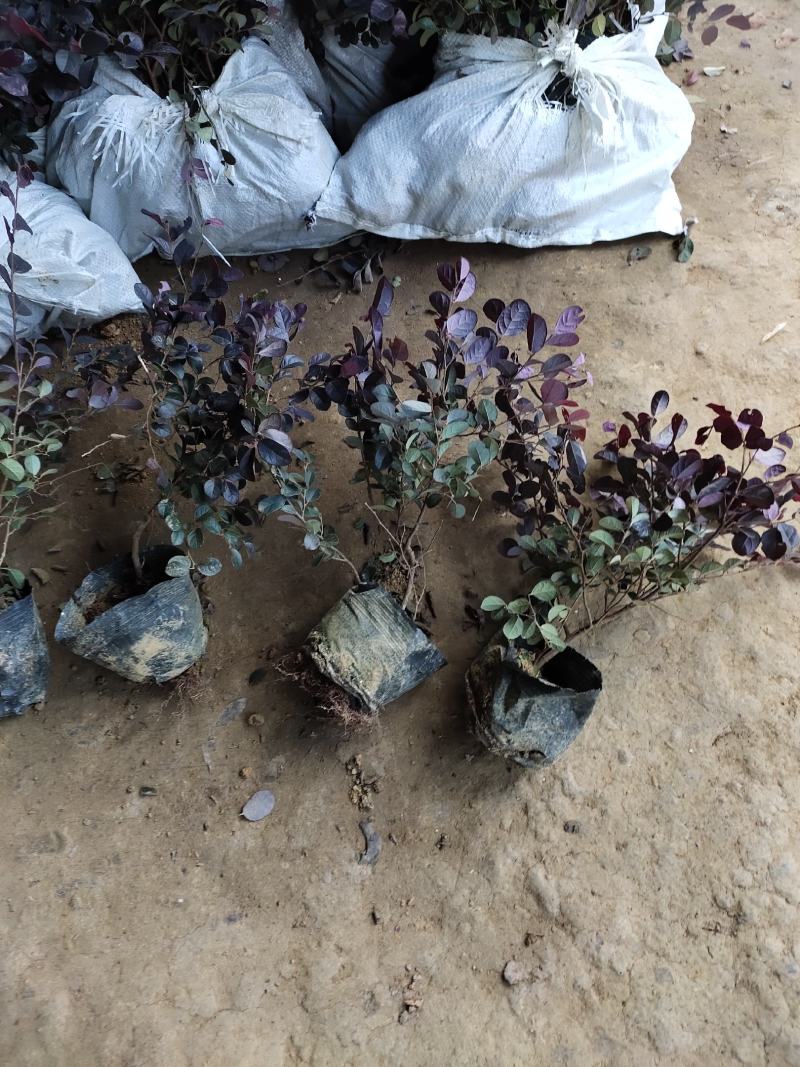 苗木基地批发红花继木工程苗，红花继木大杯苗