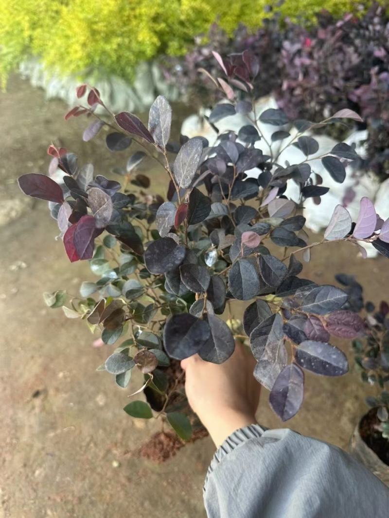 苗木基地批发红花继木工程苗，红花继木大杯苗
