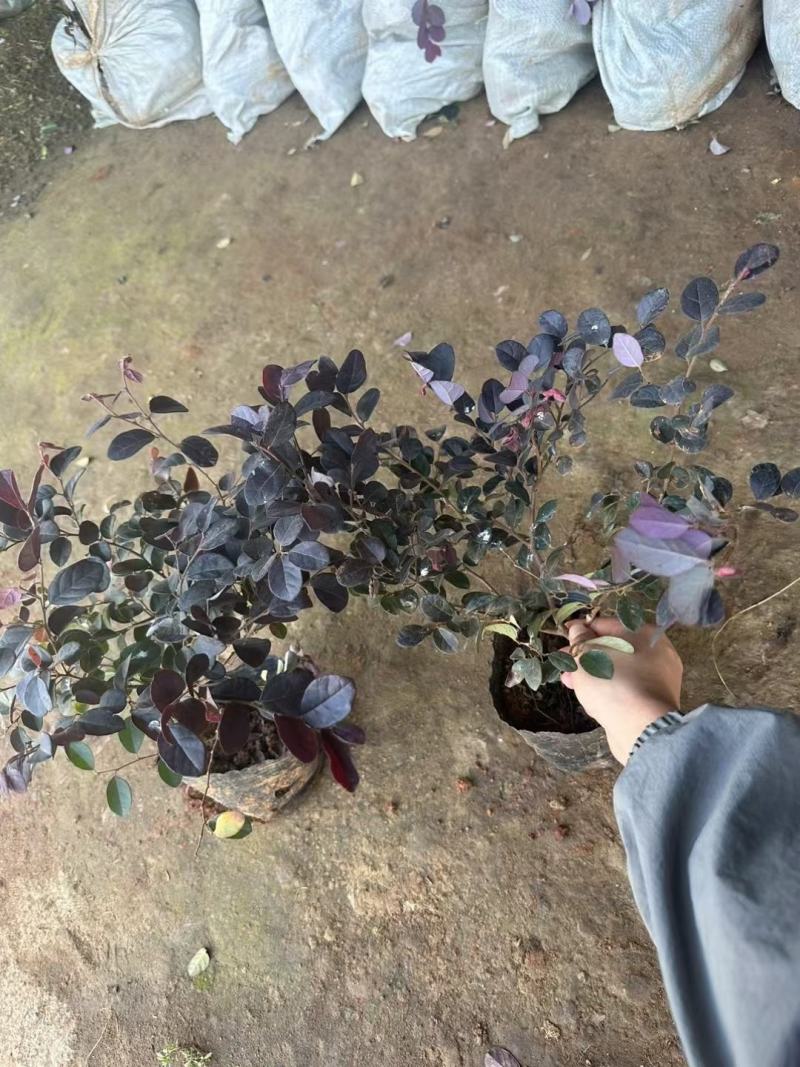 苗木基地批发红花继木工程苗，红花继木大杯苗