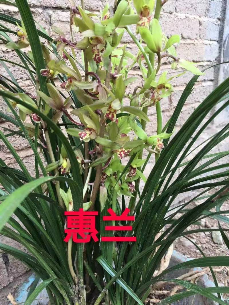 春兰蕙兰每棵5至9苗现挖发货每件两棵包邮
