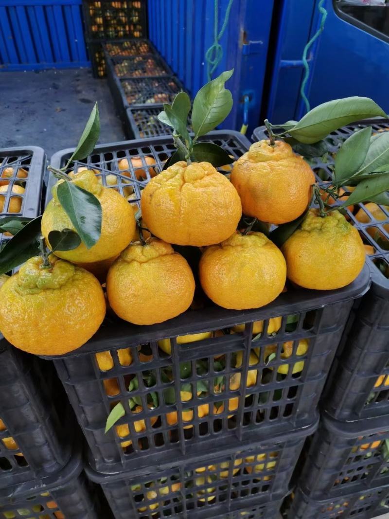 丑橘大量上市果面干净汁水饱满口感纯甜无酸