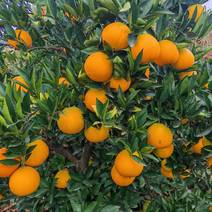 【精品】四川脐橙，品质保证，产地直发，欢迎来电咨询