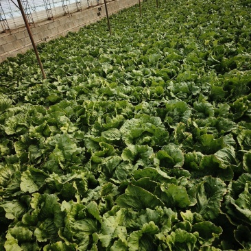 唐山滦南蔬菜基地，暖棚球生菜已大量上市，质量好价格便宜。