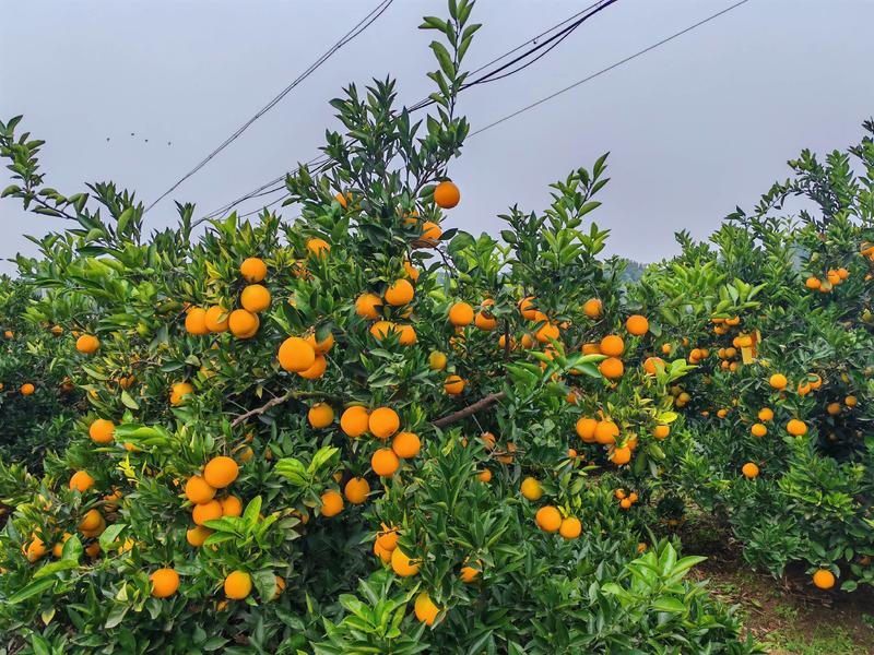 【精品】四川脐橙，品质保证，产地直发，欢迎来电咨询