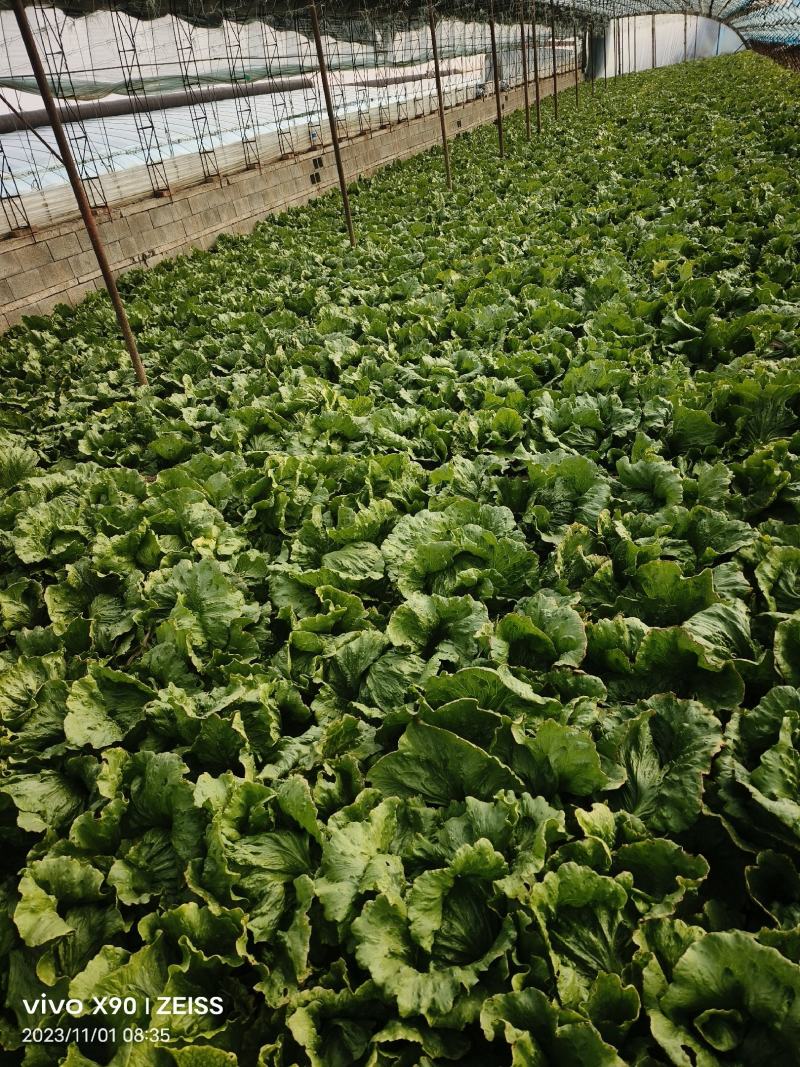 唐山滦南蔬菜基地，暖棚球生菜已大量上市，质量好价格便宜。
