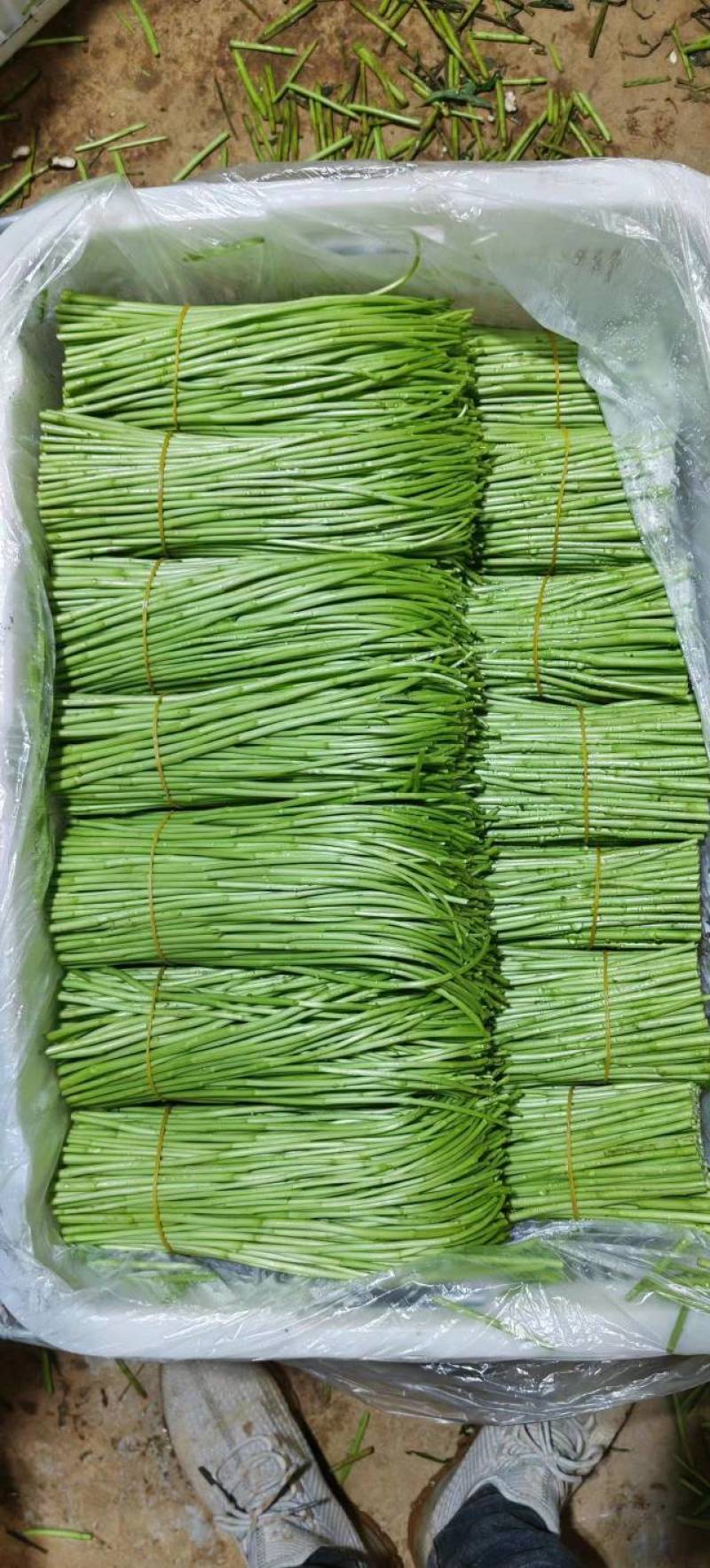 云南芦蒿，黎蒿