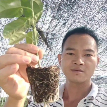 钦蜜九号百香果苗