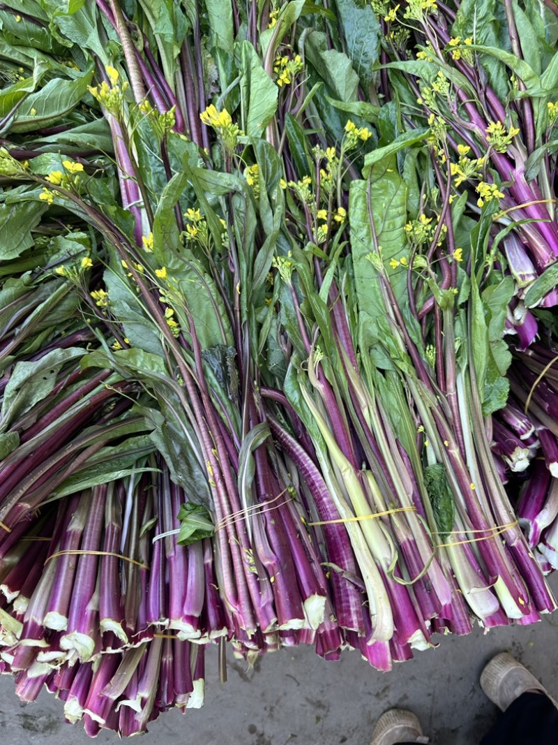 湖北沙洋县蔬菜基地，大量上市红菜苔，质量很好，规格整齐