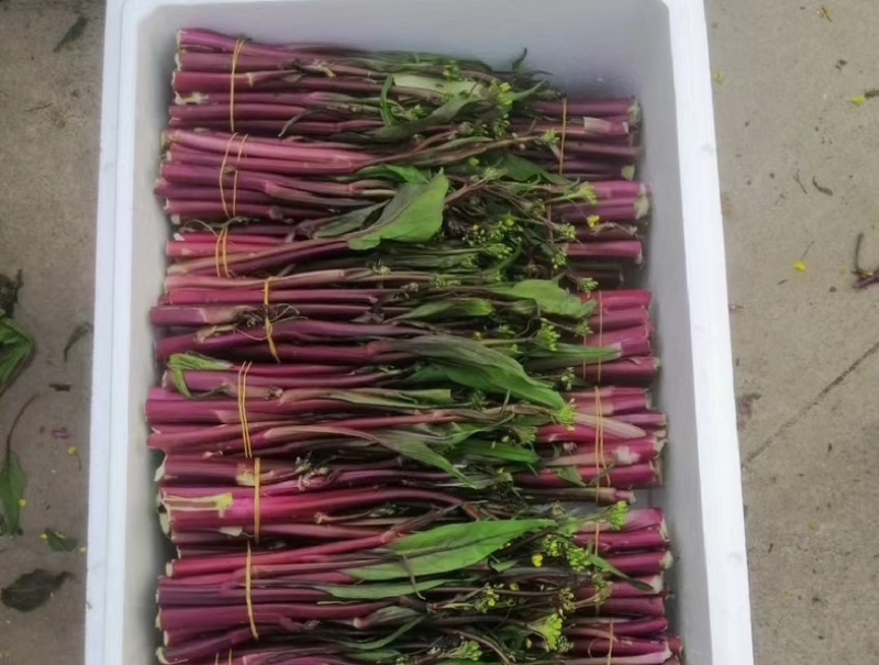 湖北沙洋县蔬菜基地，大量上市红菜苔，质量很好，规格整齐