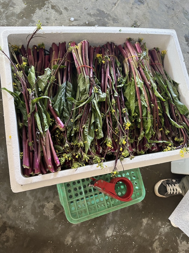 湖北沙洋县蔬菜基地，大量上市红菜苔，质量很好，规格整齐