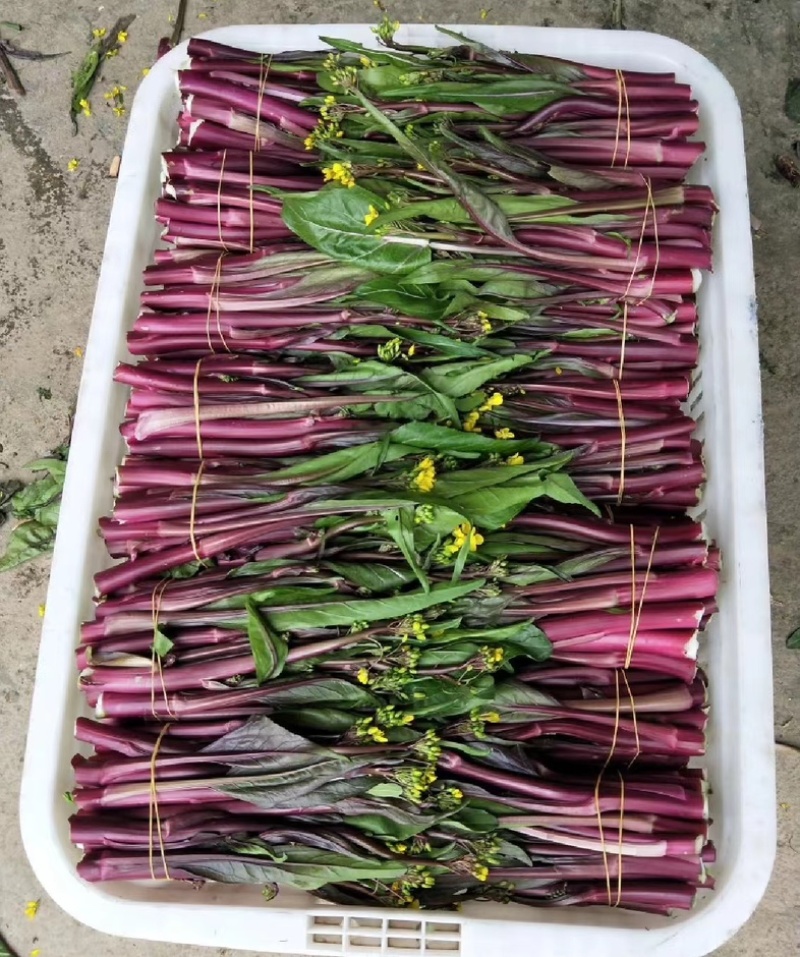 湖北沙洋县蔬菜基地，大量上市红菜苔，质量很好，规格整齐