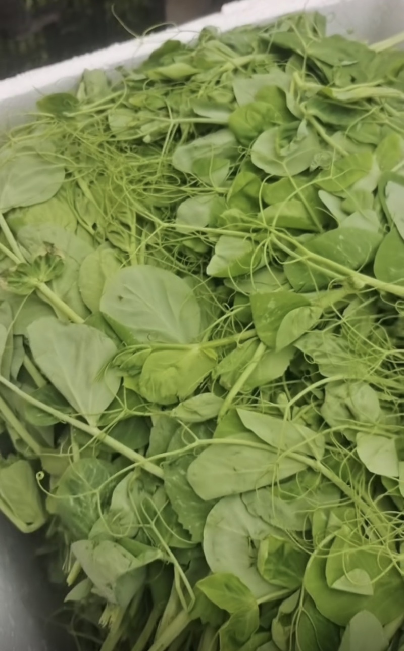 精品豌豆尖低价出售
