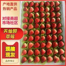 闻集妙香草莓支持全国发货天仙醉主产区