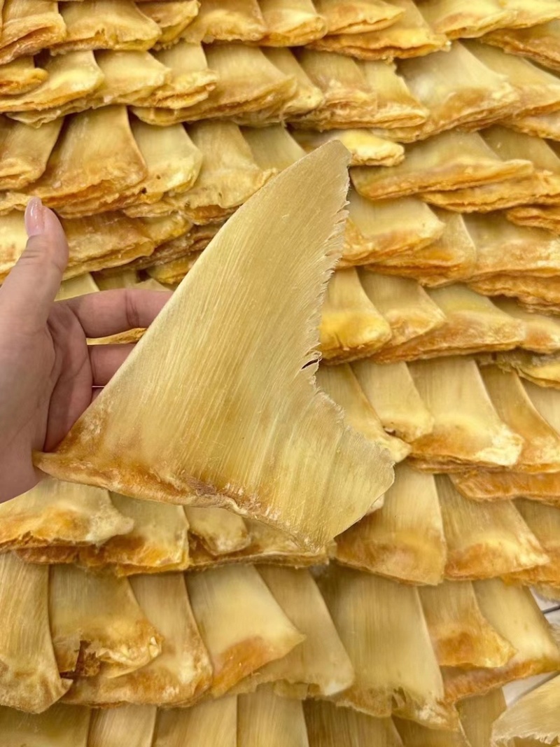 金勾翅鱼翅牙拣翅金鲍翅送礼佳品酒店食材滋补养生