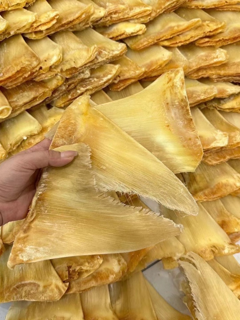 金勾翅鱼翅牙拣翅金鲍翅送礼佳品酒店食材滋补养生