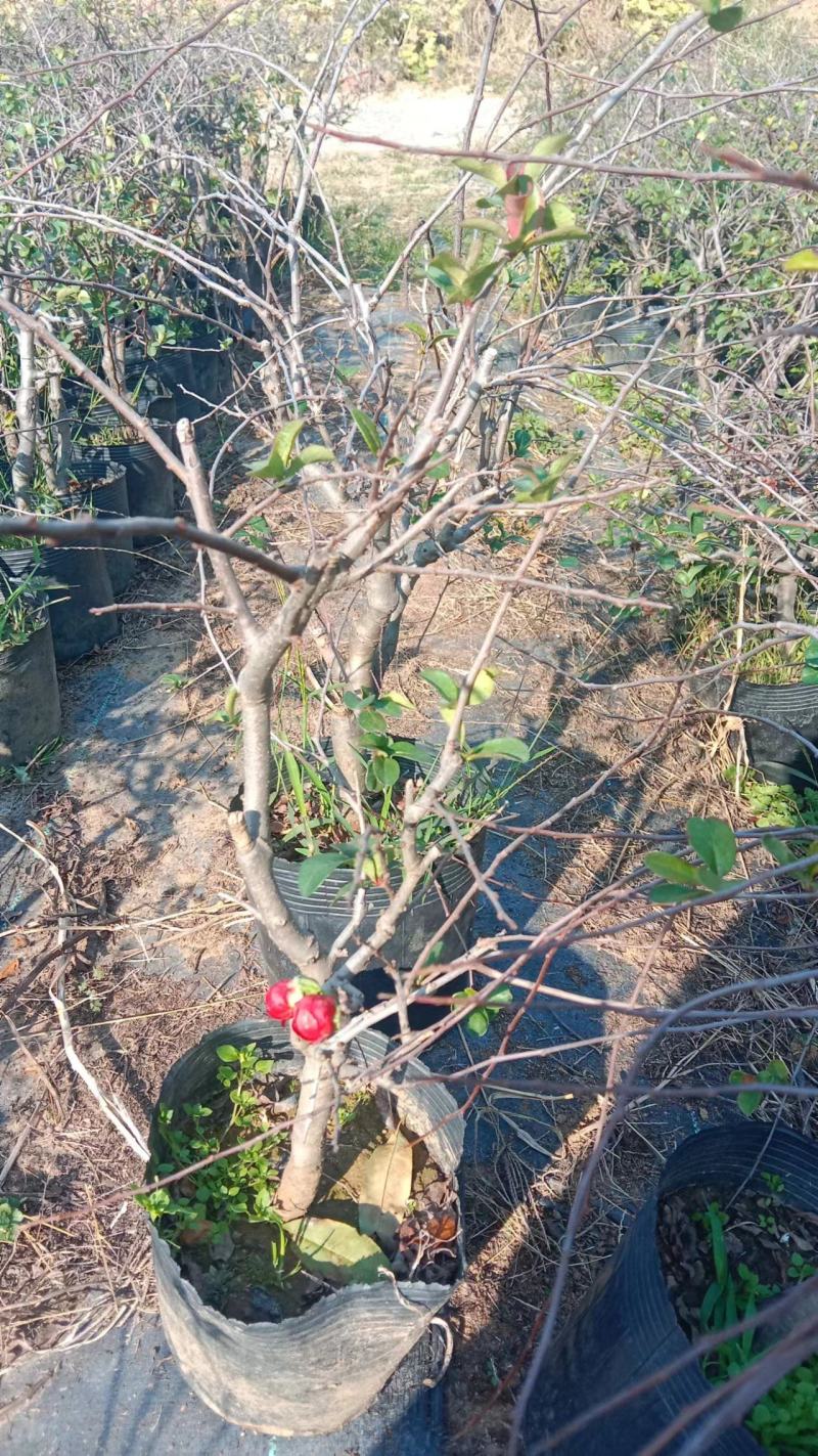 清地处理1-3公分长寿冠海棠盆栽盆景20万盆