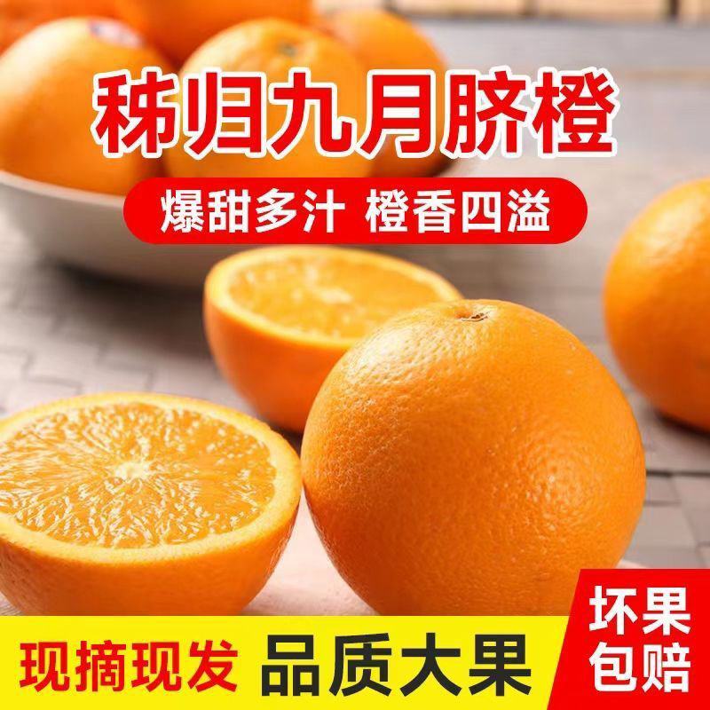 首单立减甄选秋橙湖北九月红果冻橙，九月红脐橙保质