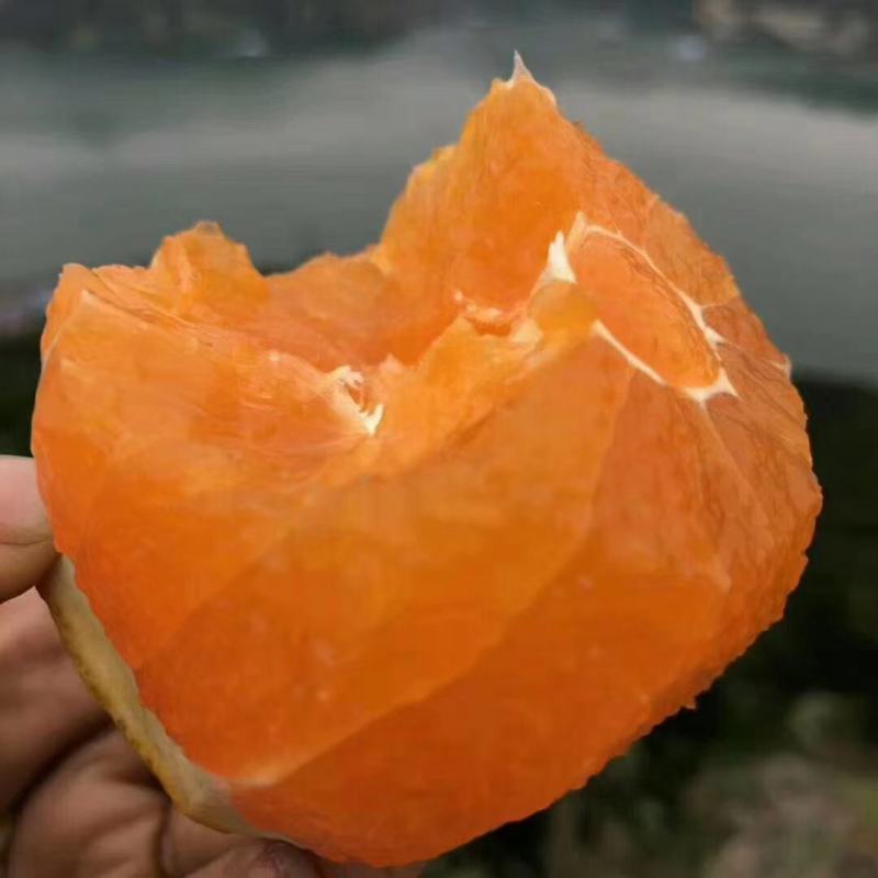 首单立减甄选秋橙湖北九月红果冻橙，九月红脐橙保质