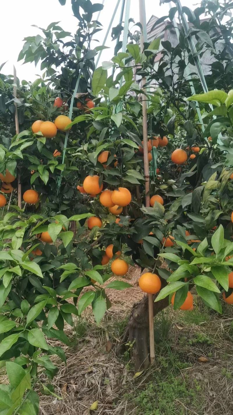 首单立减甄选秋橙湖北九月红果冻橙，九月红脐橙保质