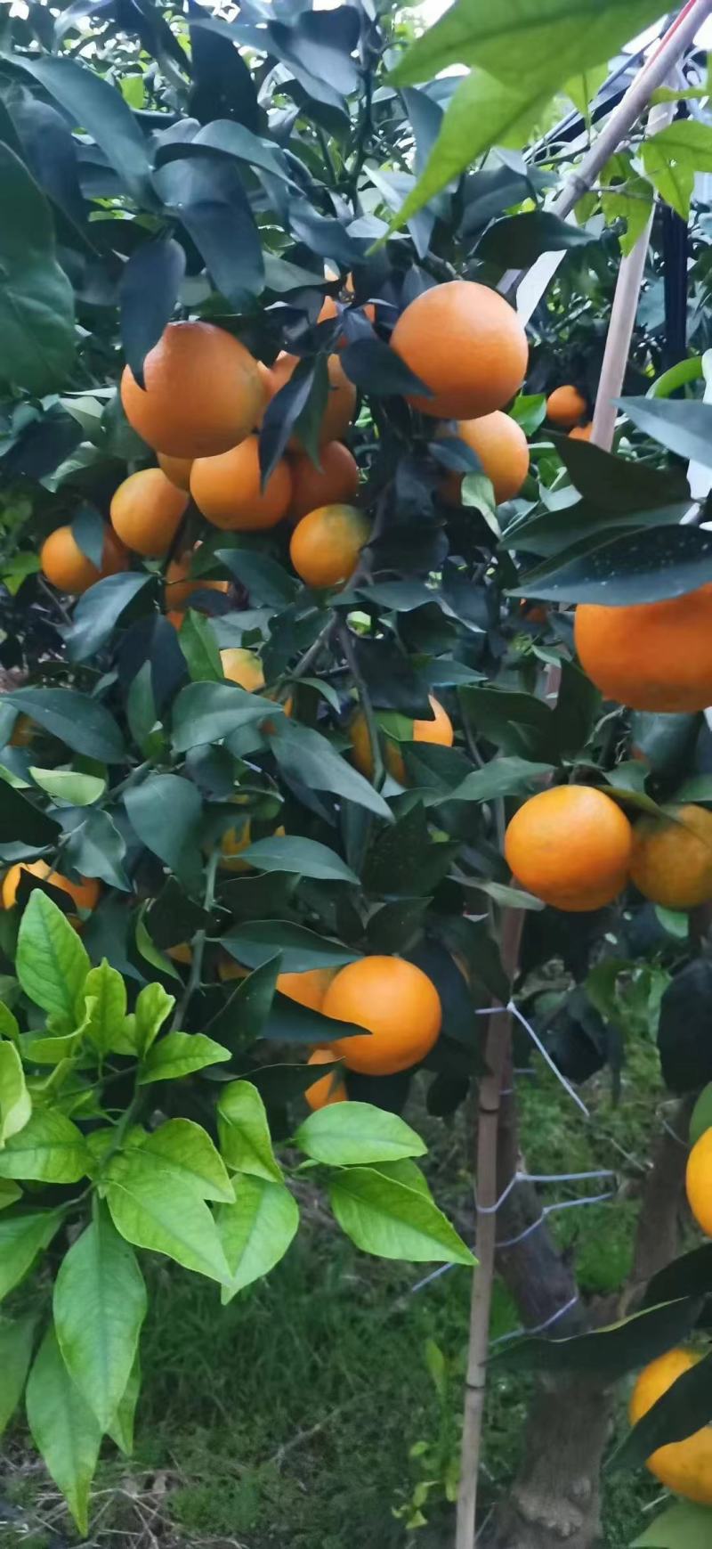 首单立减甄选秋橙湖北九月红果冻橙，九月红脐橙保质