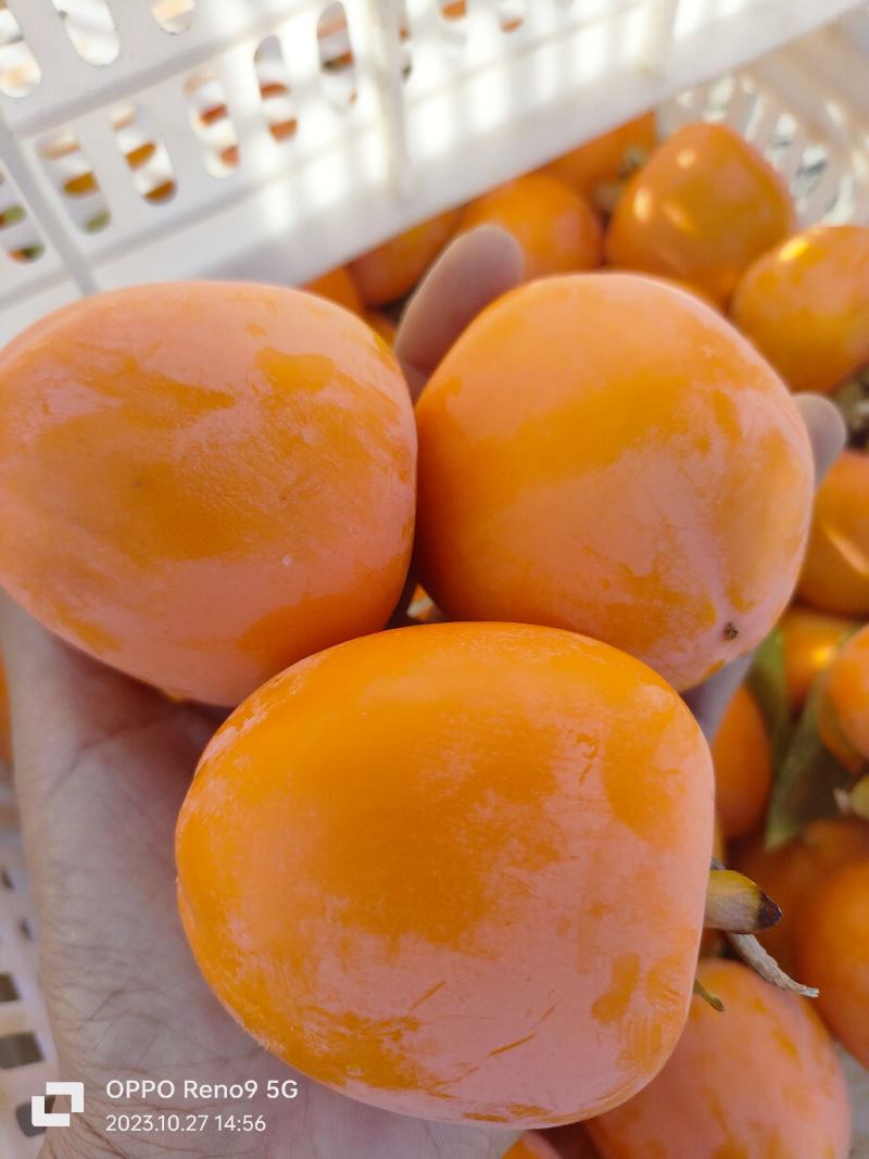 山东潍坊柿饼吊柿饼青州柿饼产地直发全国发货