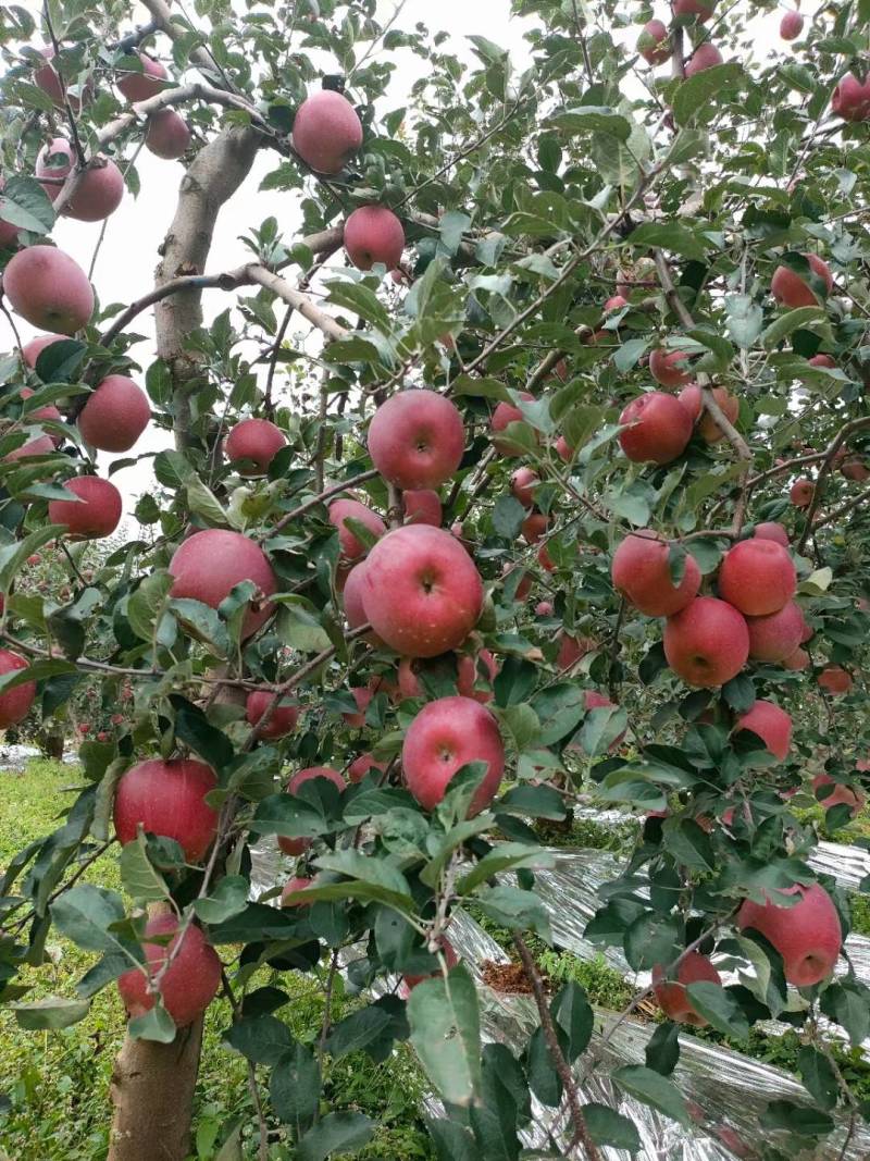 昭通糖心苹果